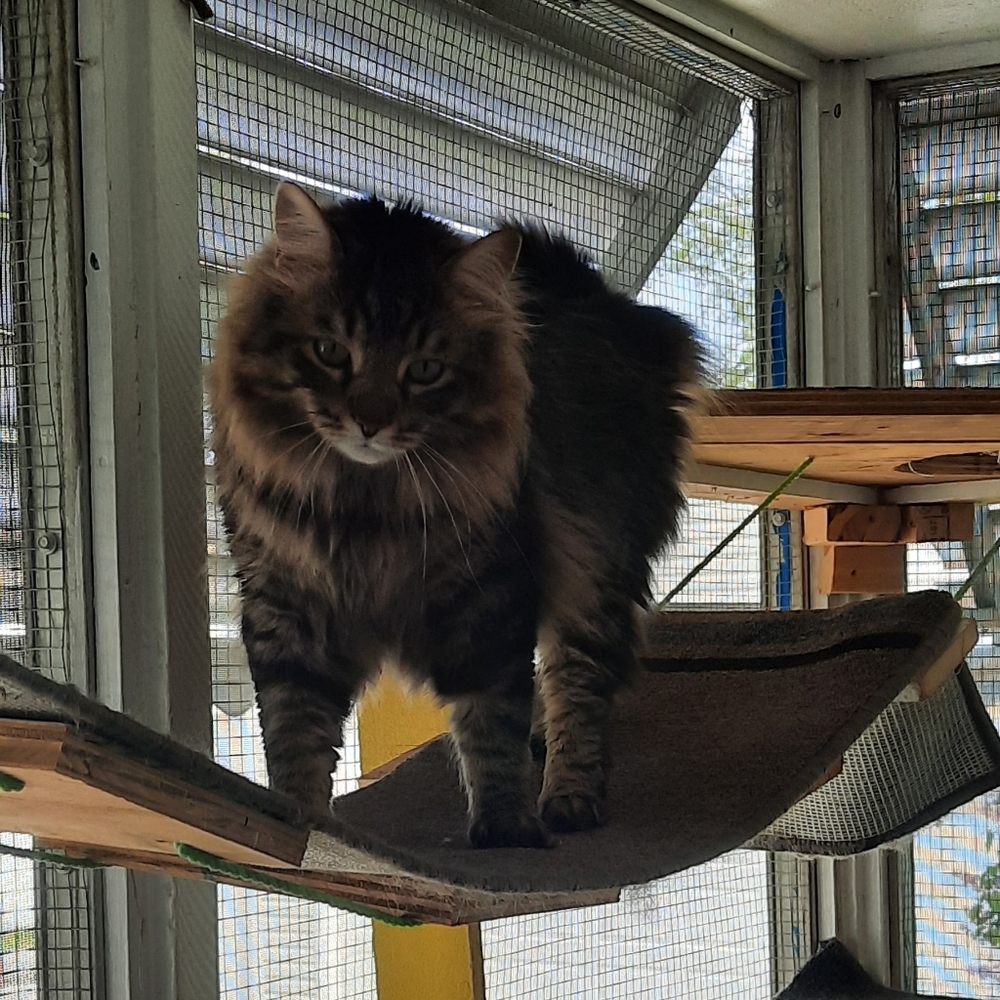 Meet your Posher, Sasha